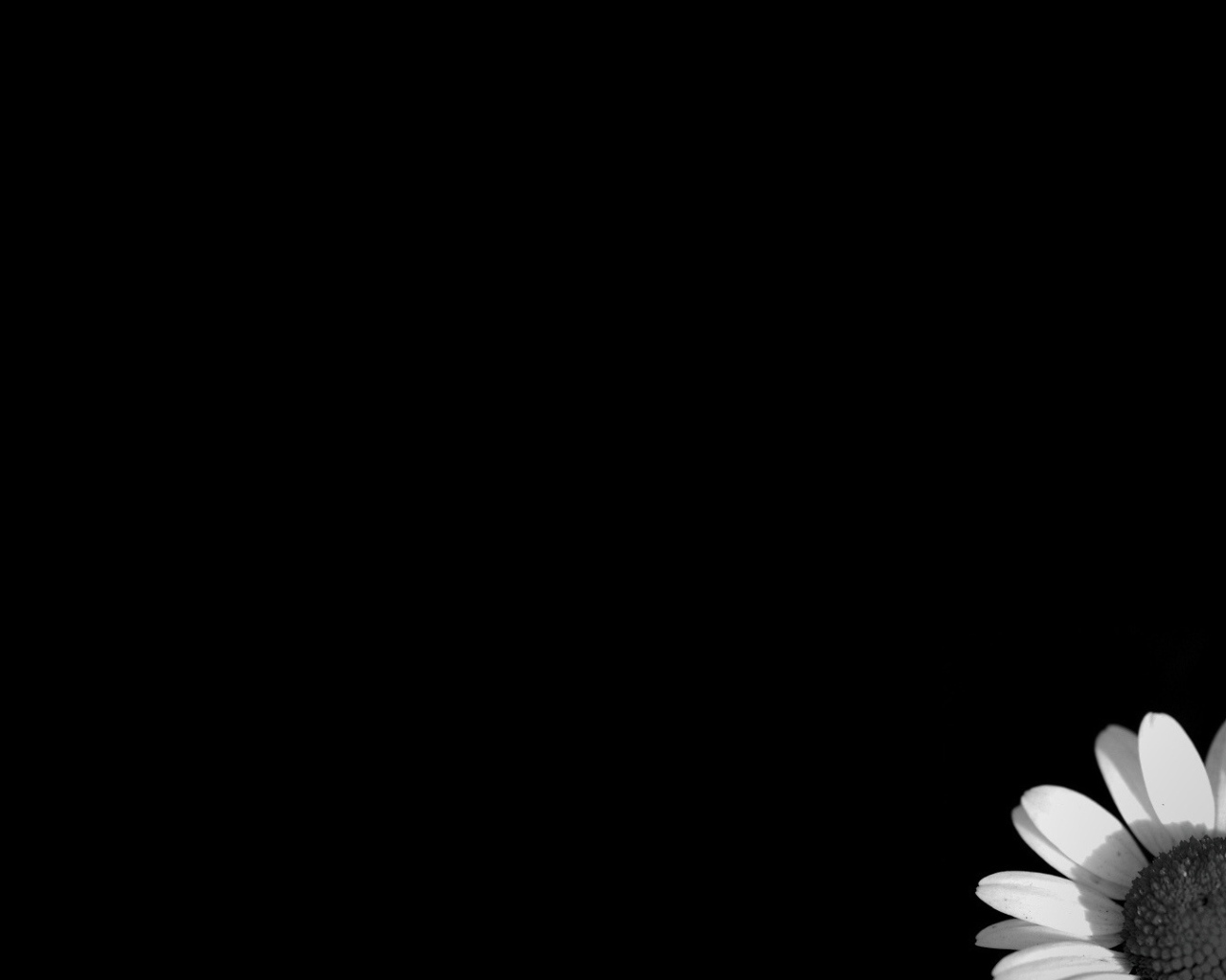 Цветок на черных обоях