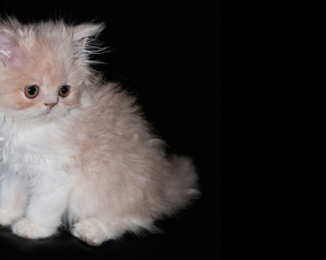 Пушистый котенок на черном фоне