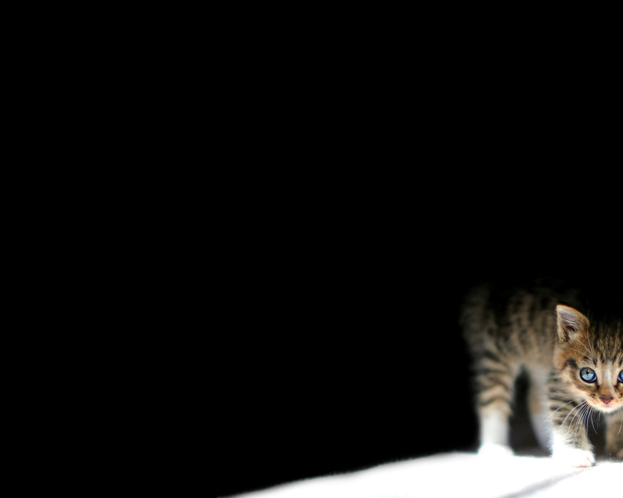 Котенок на черном фоне