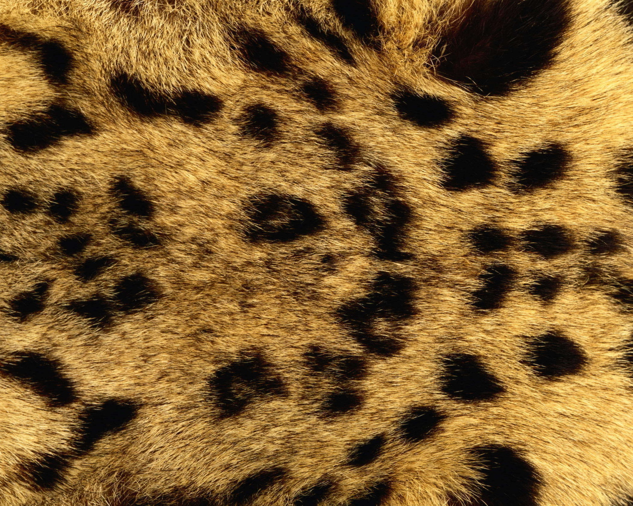 Мех леопарда
