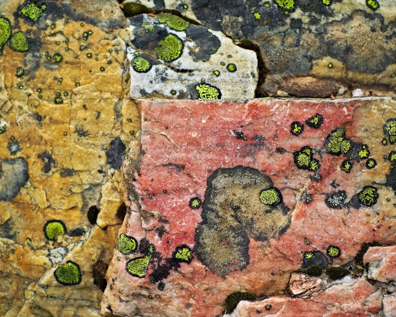 Плесень на камнях