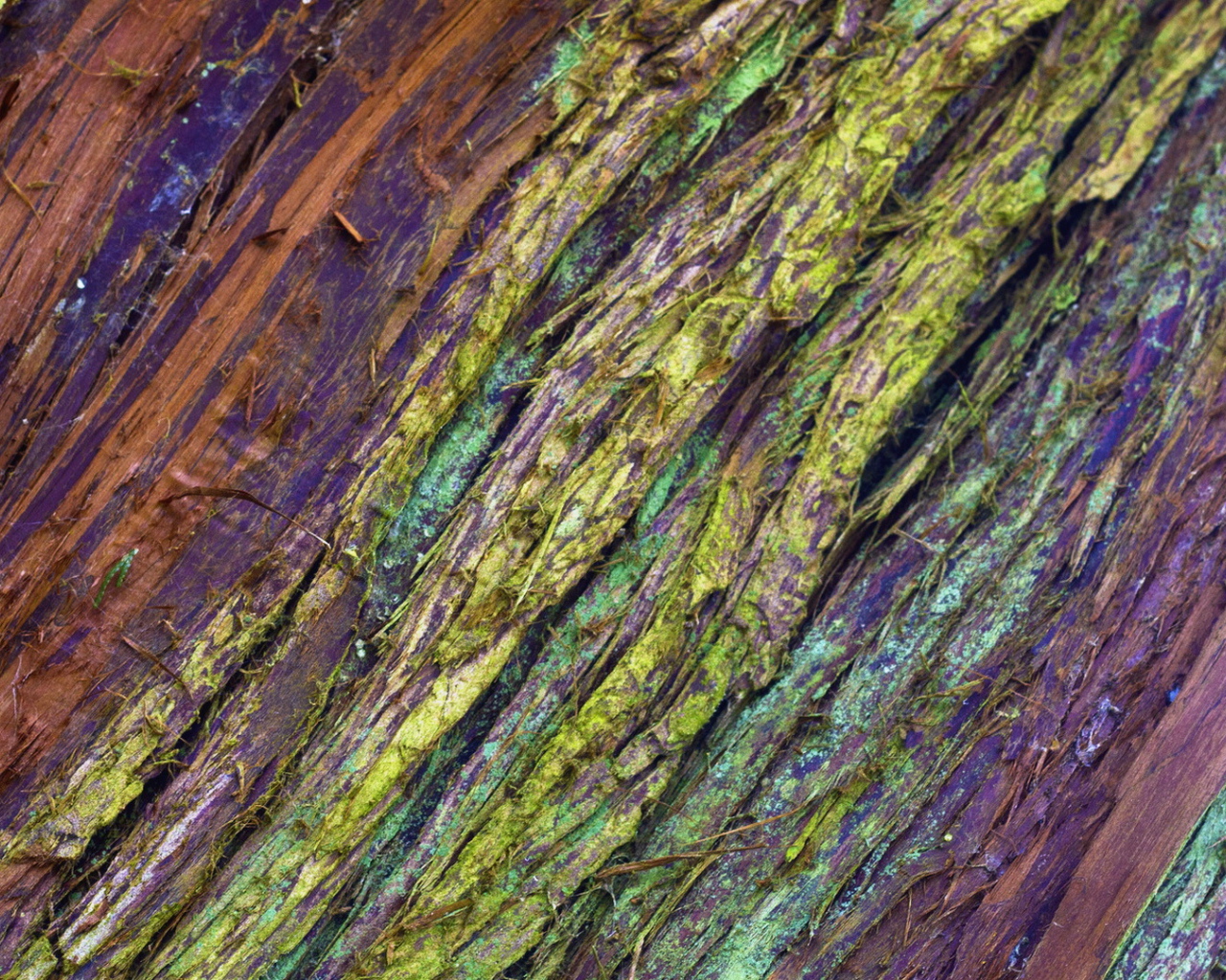 Крашеная кора