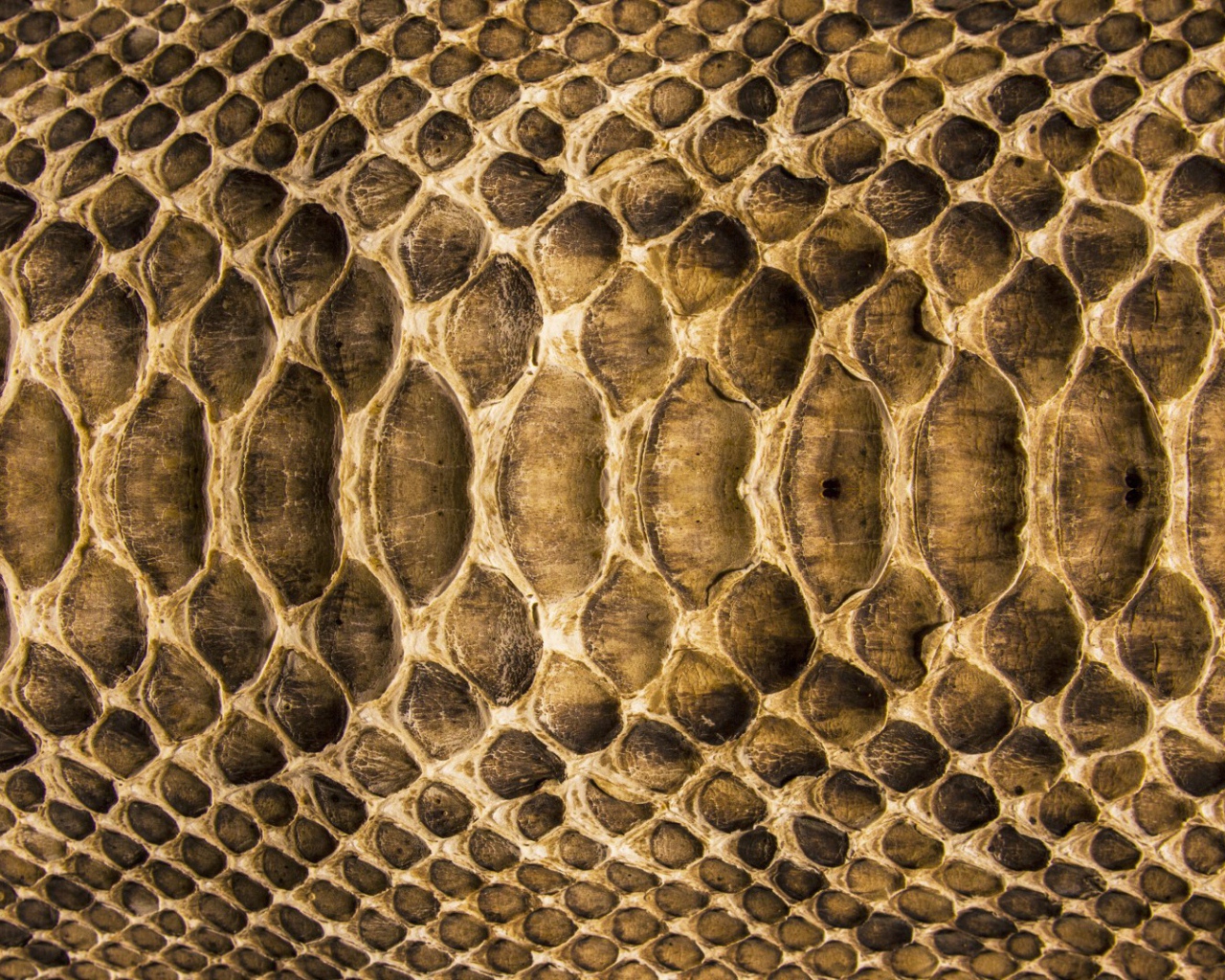 Змеиная кожа