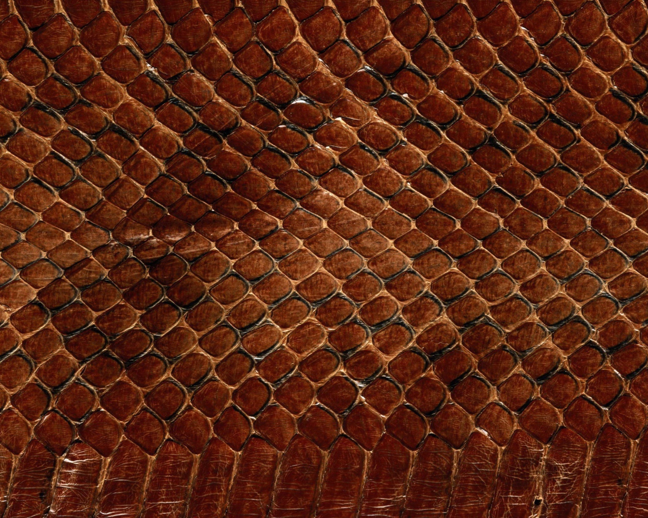 Змеинная кожа