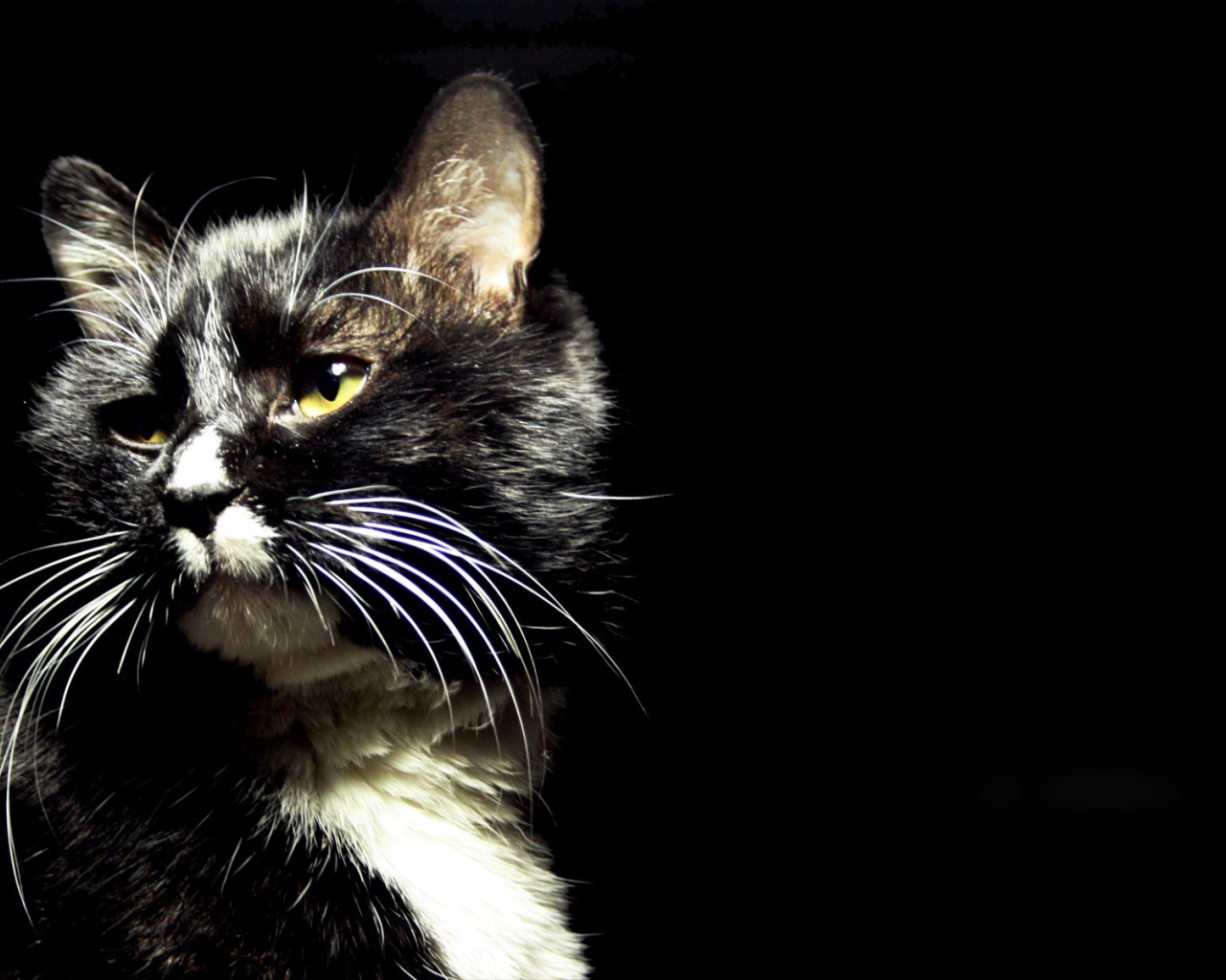 Пятнистый кот на черном фоне