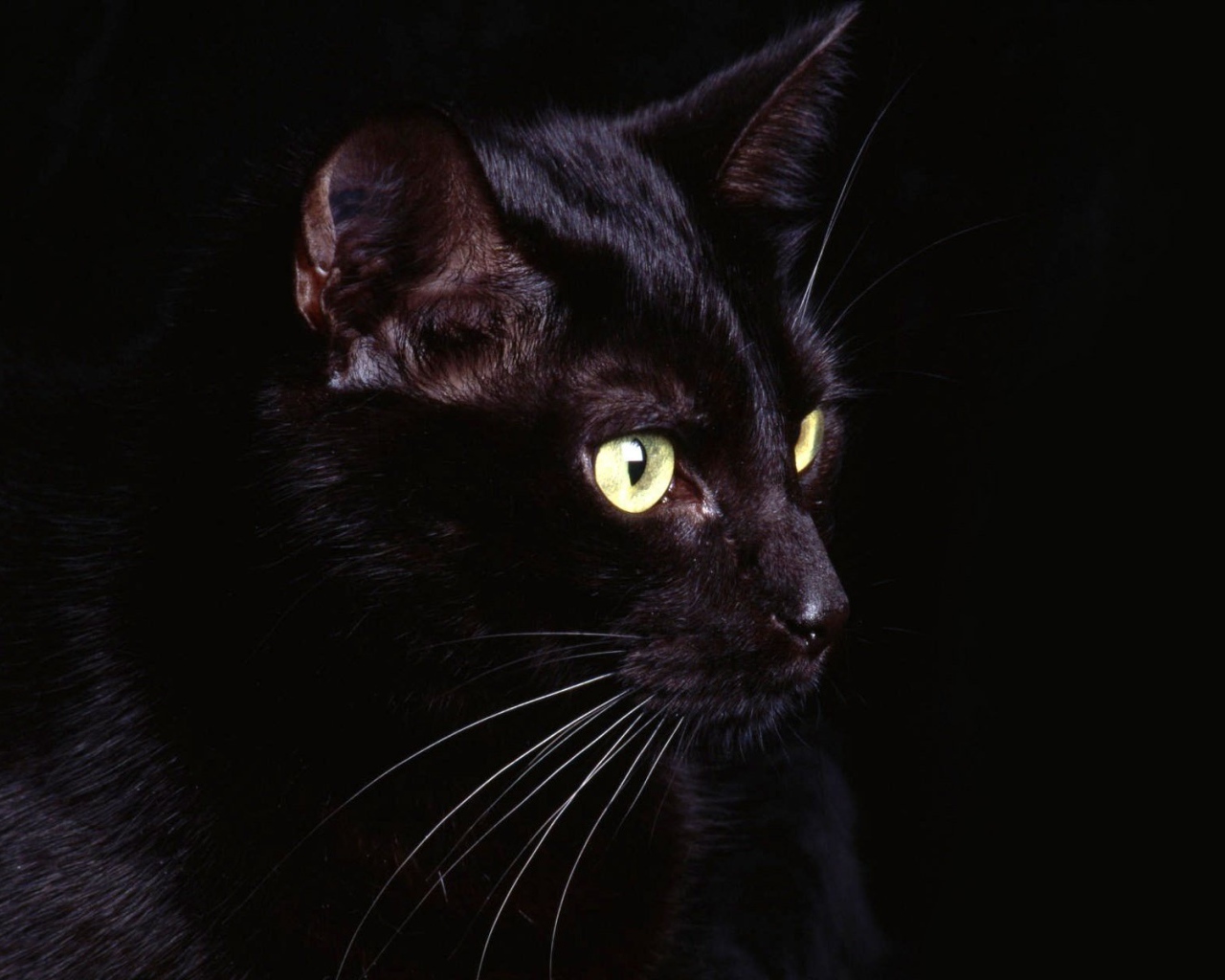 Удивленный кот на черном фоне