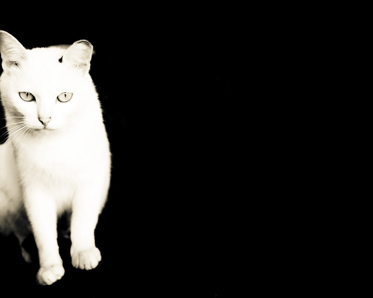 Белый кот на черном фоне