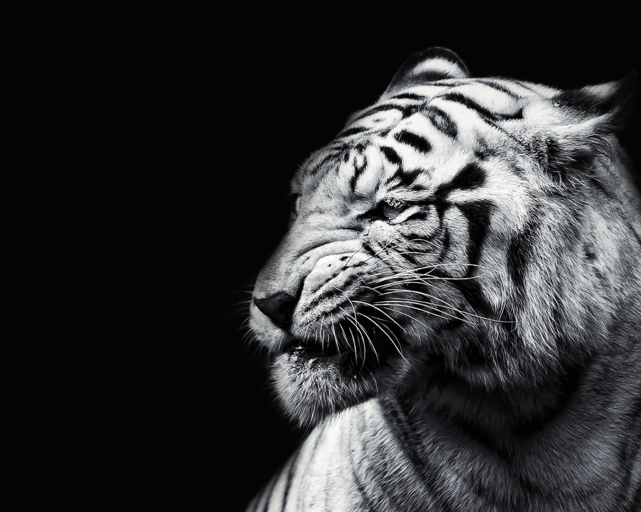 Белый тигр на черном фоне