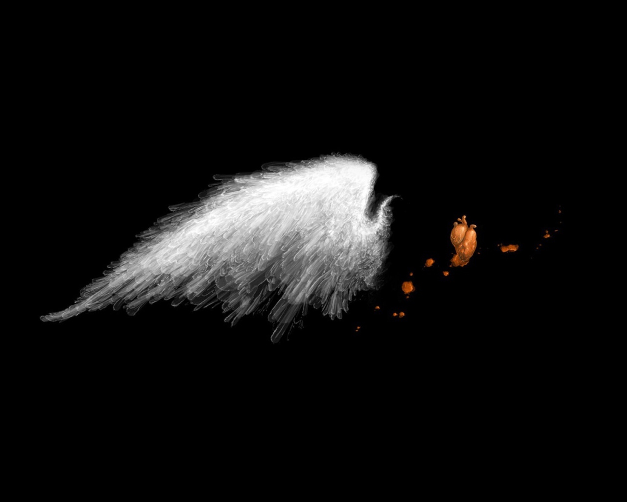 Белое крыло на черных обоях