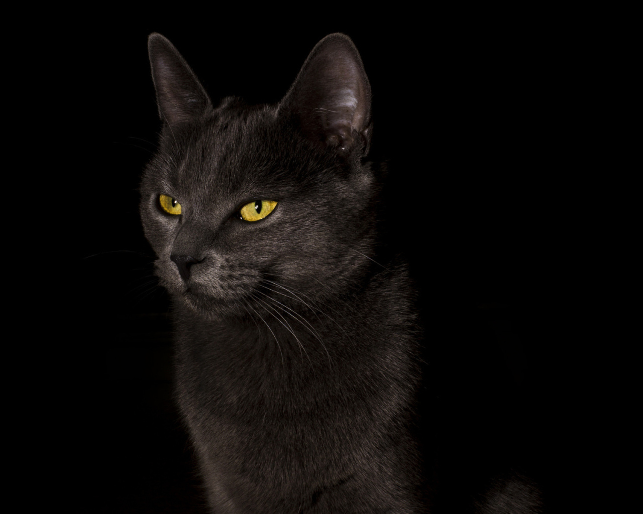 Желтоглазый черный кот на черном фоне