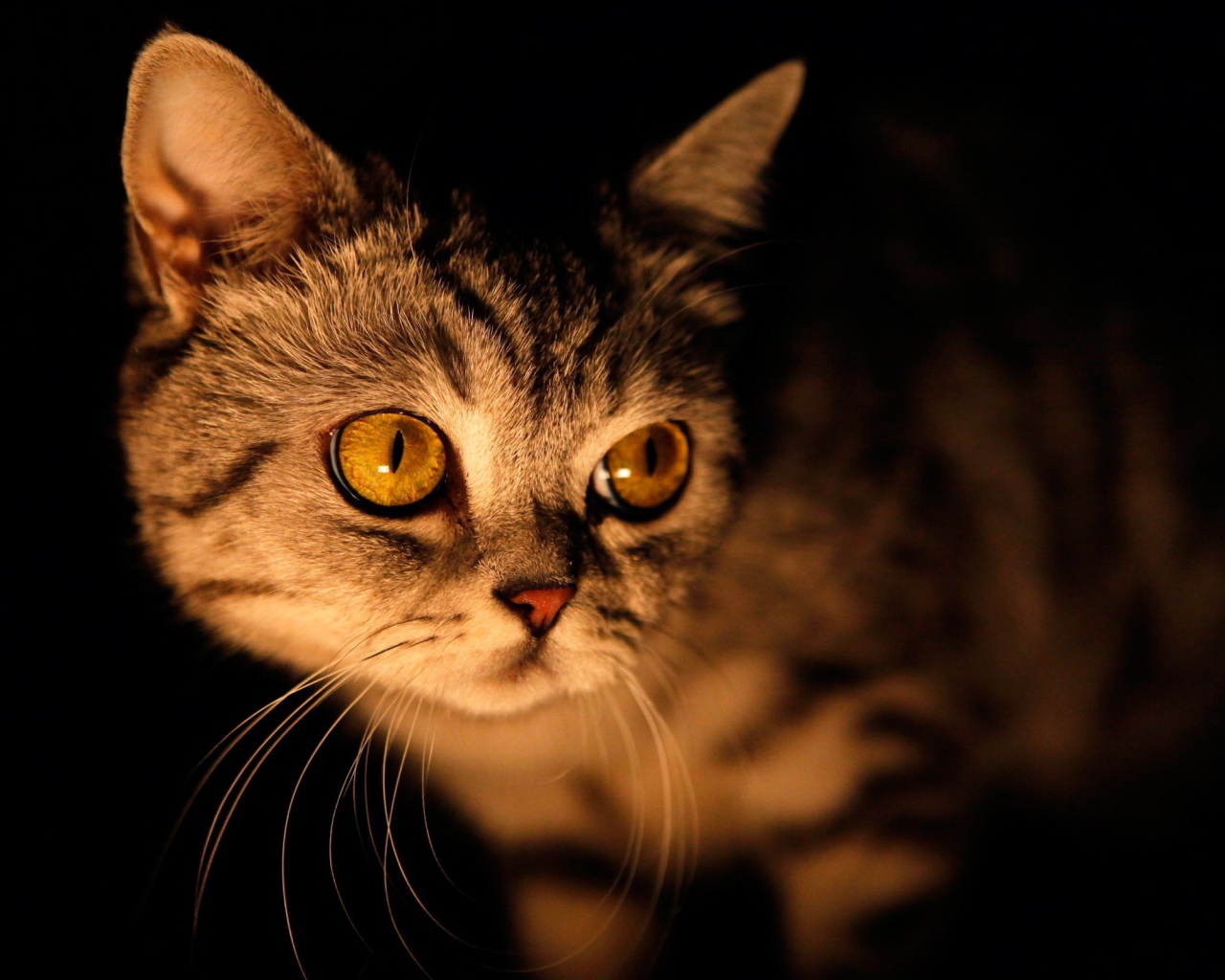 Желтый кот на черном фоне