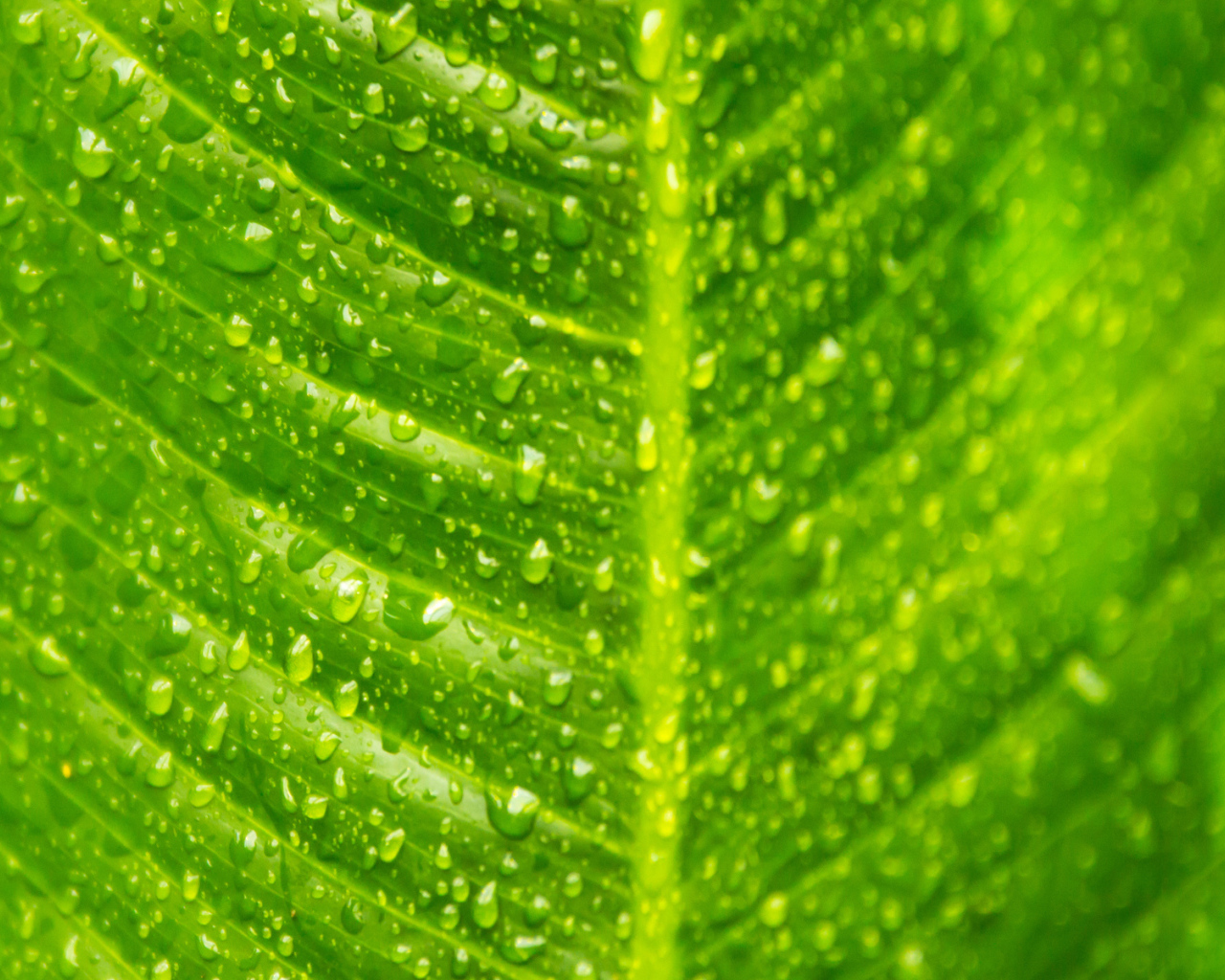 Лист с каплями