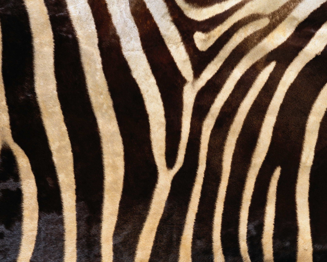 Мех зебры