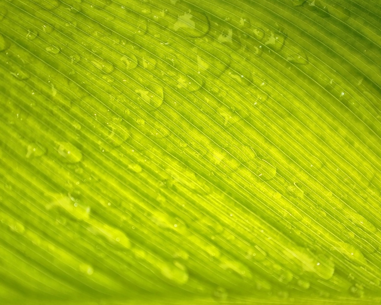 Зеленый лист с каплями