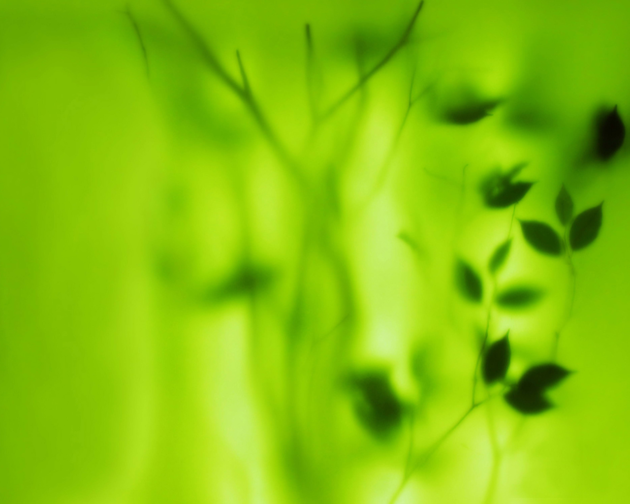 Растение за зеленым стеклом