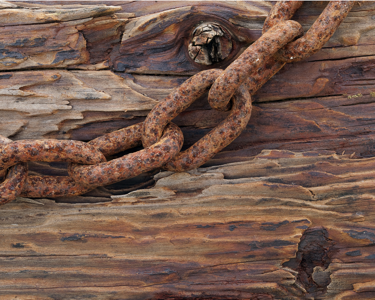 Ржавая цепь на старом дереве