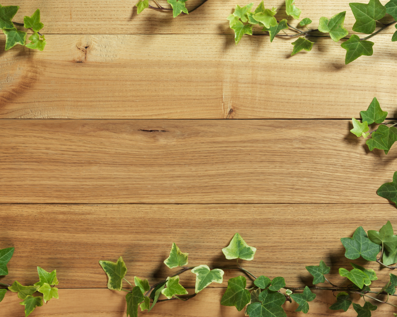 Плющ на деревянном полу