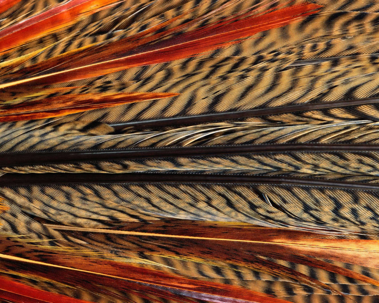 Перья павлина