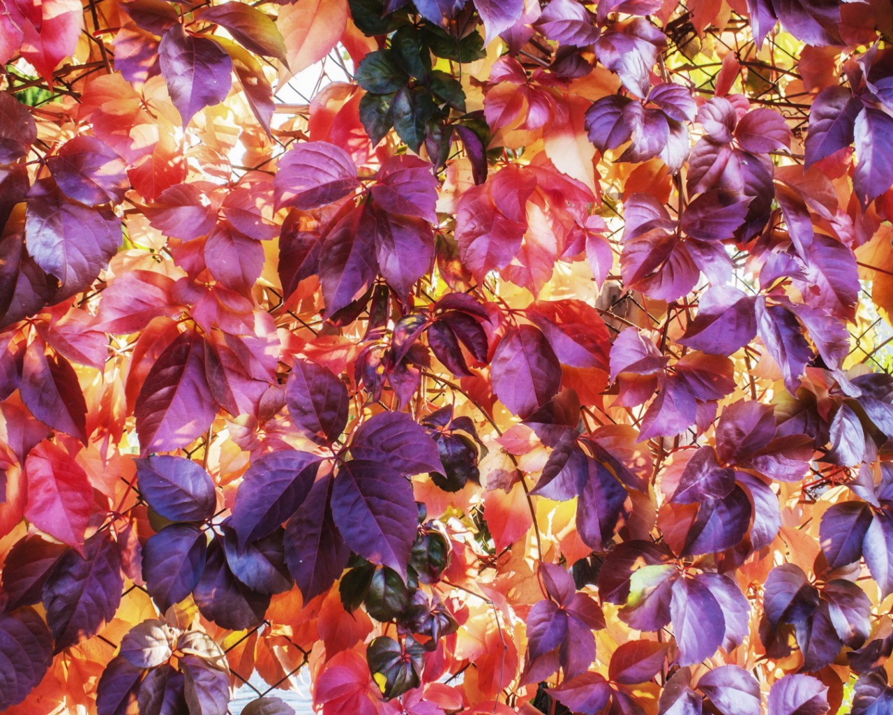 Разноцветные осенние листъя