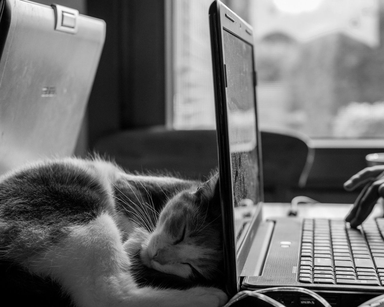 Кот спит у ноутбука HP