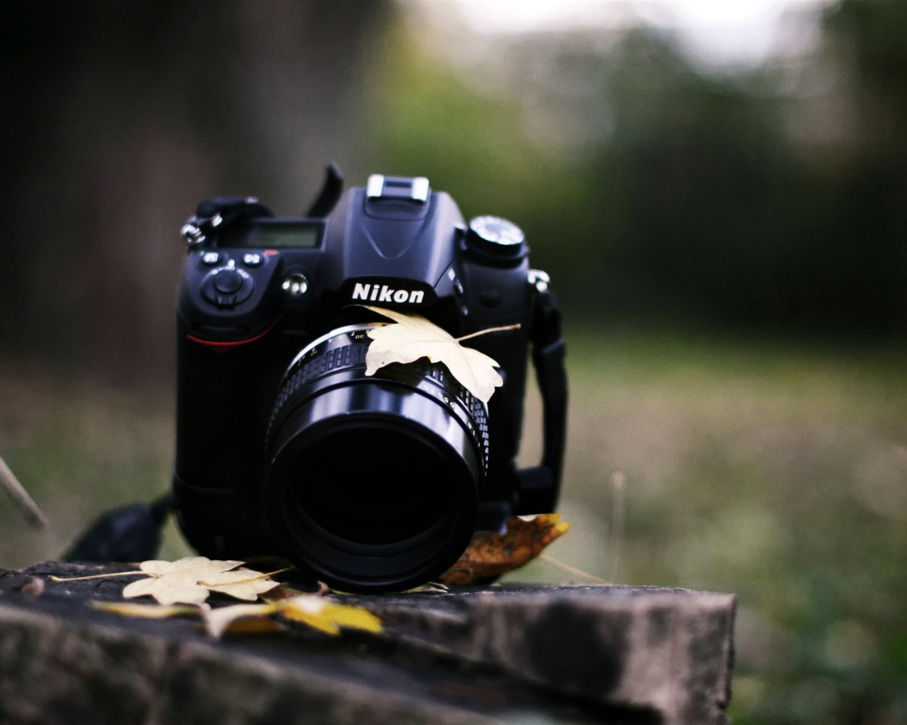 Никон на пне