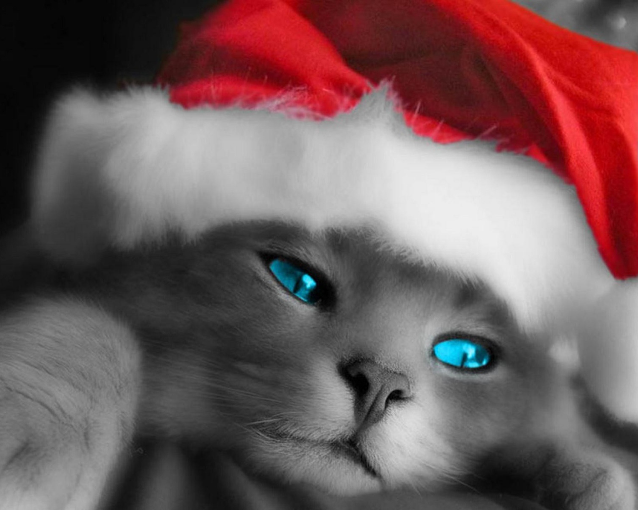 Рождественский кот