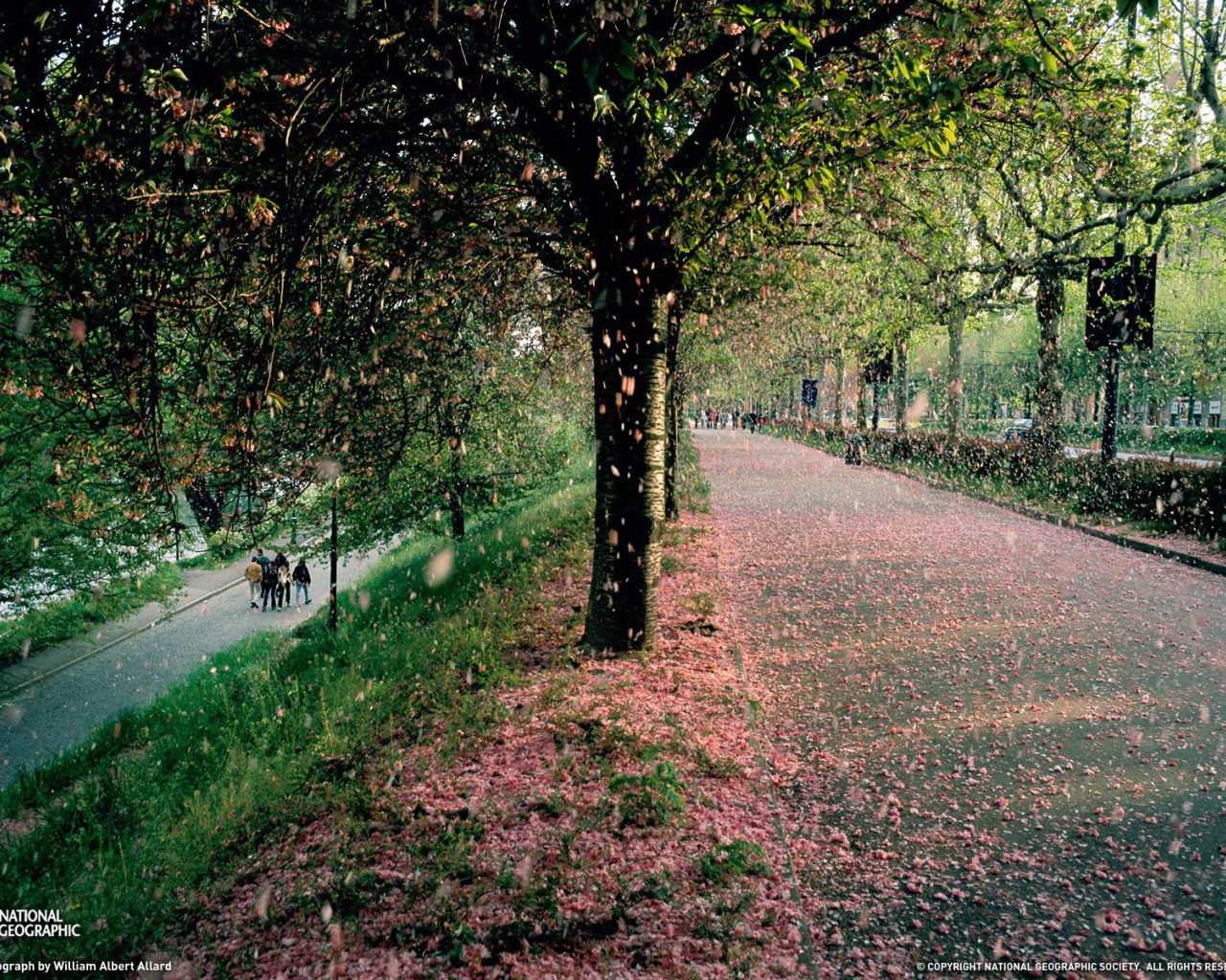 Тополиный пух