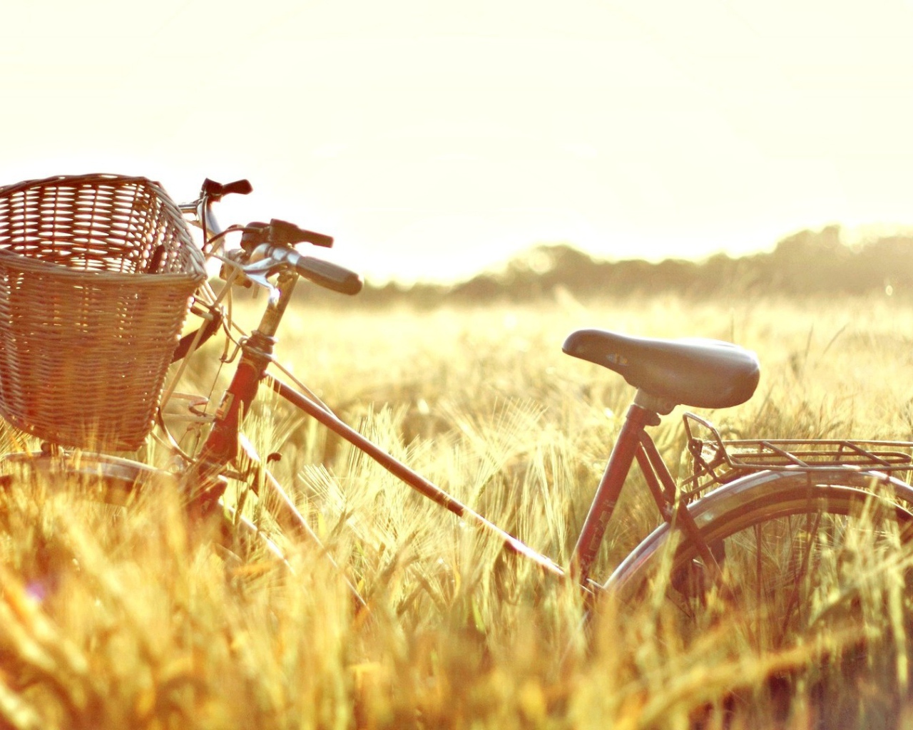 Велосипед в поле
