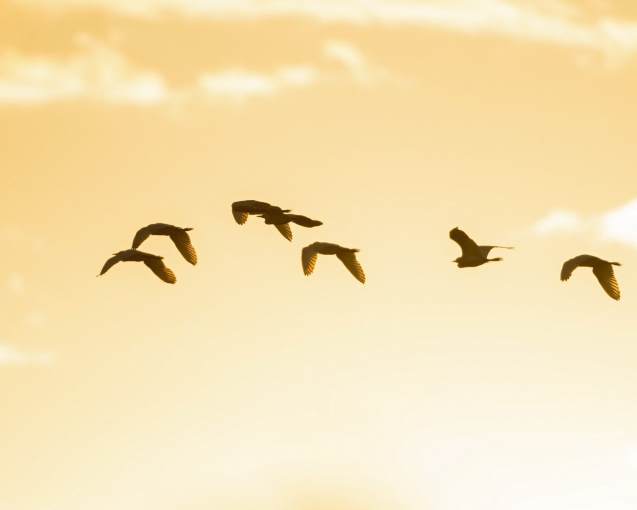 Птицы в небе