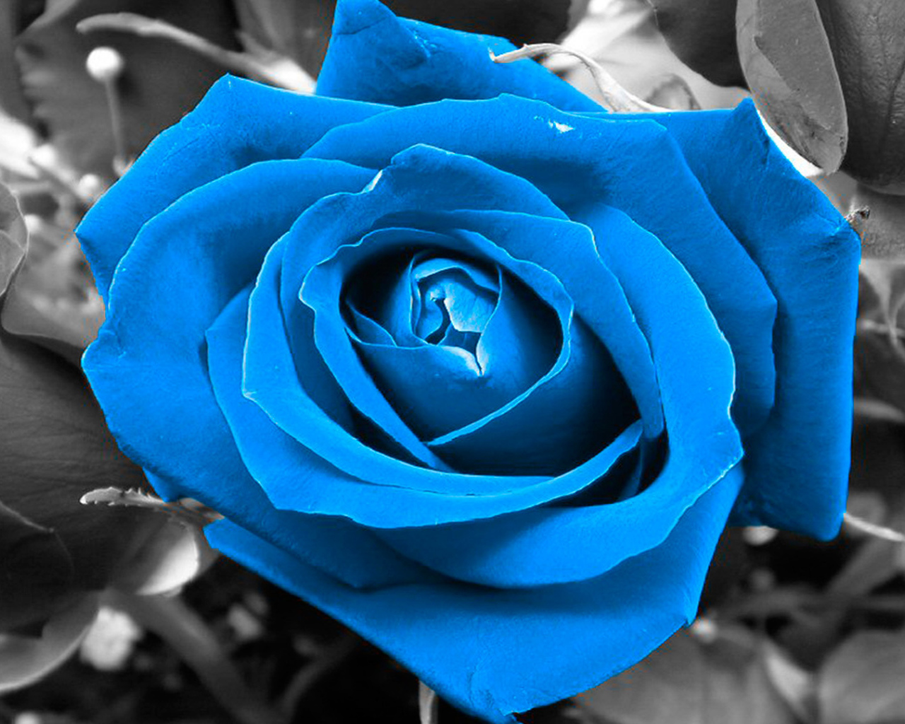 Синяя роза на чёрно-белом фоне
