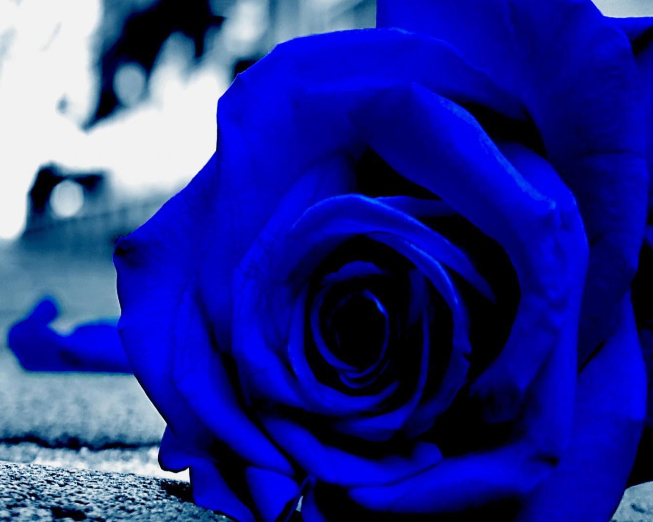 Синяя роза на асфальте