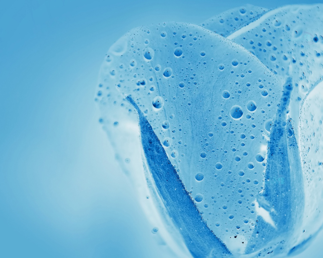 Синяя водяная роза