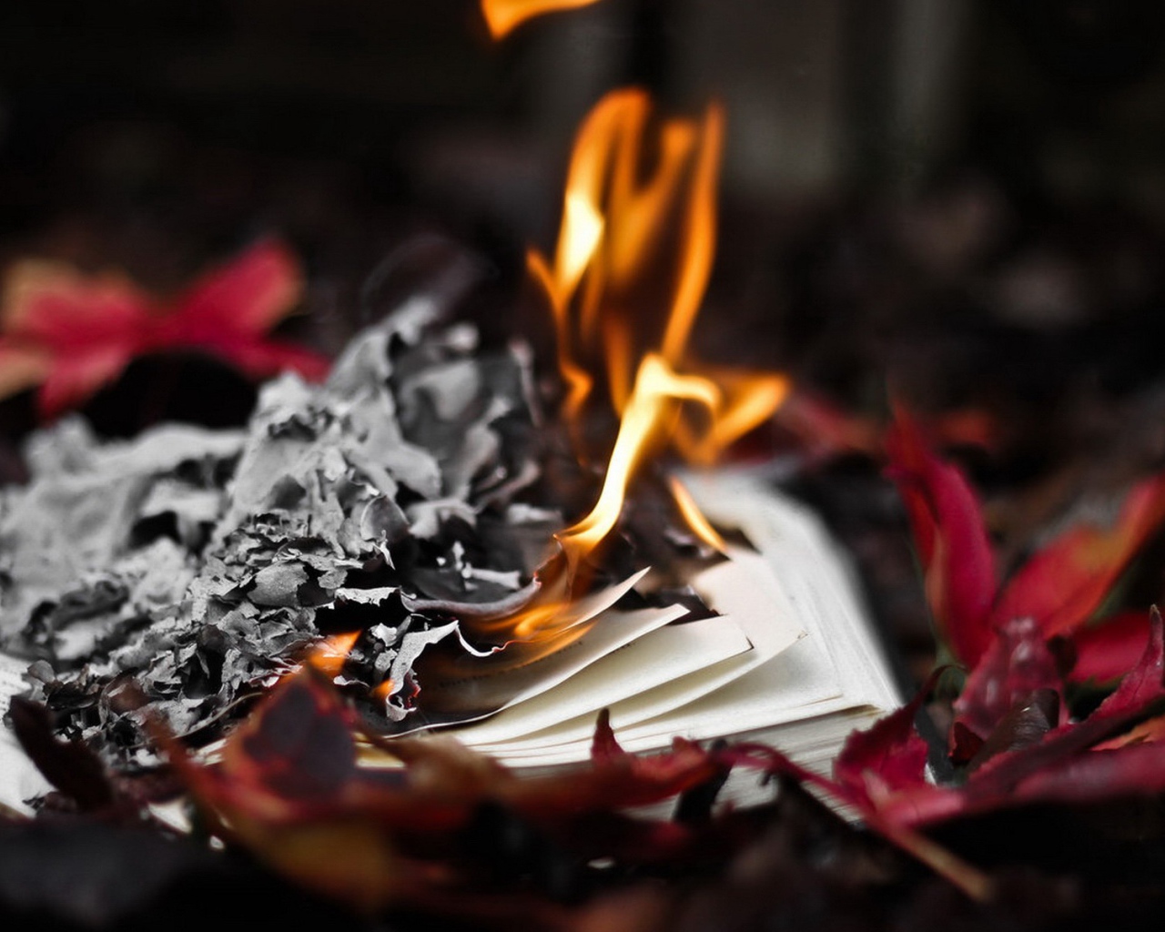 Горит книга в осенних листьях