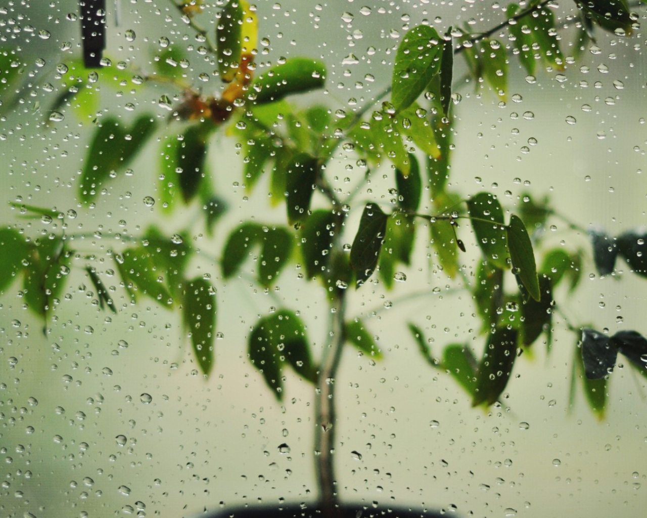 Цветок за окном