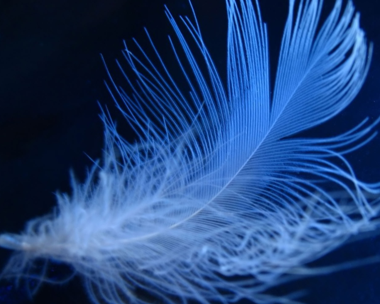 Пушистое неоновое перо