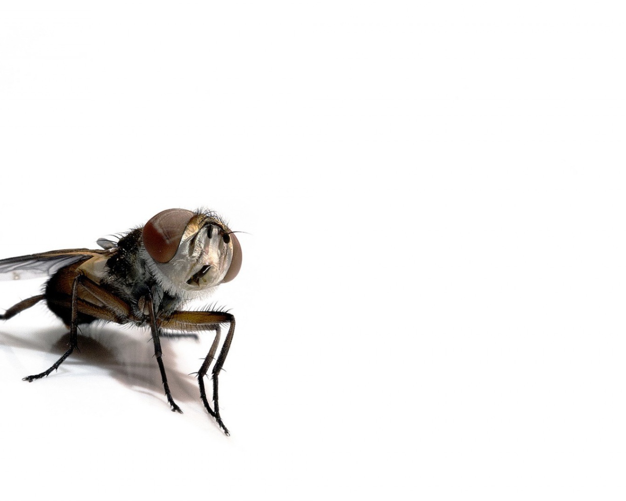 Насекомое на белом фоне