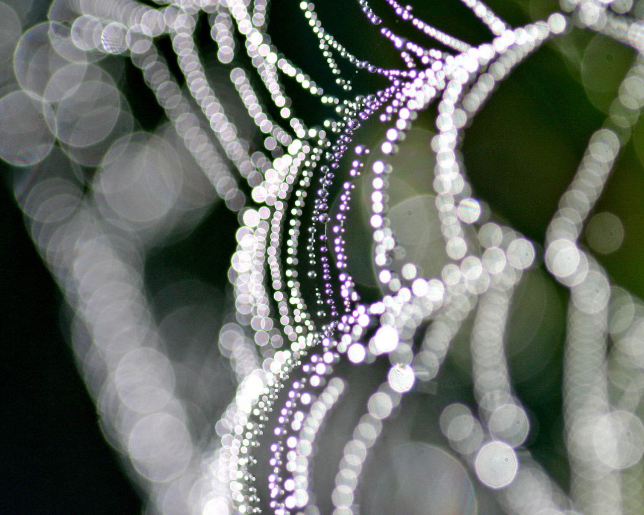 На паутине бусинки росы