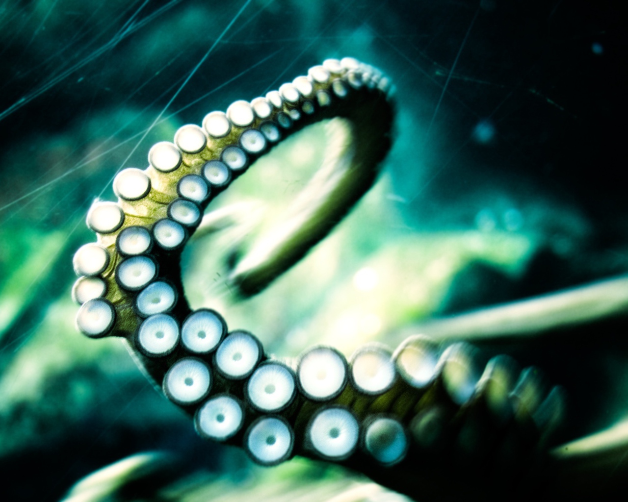 Отпустите кракена