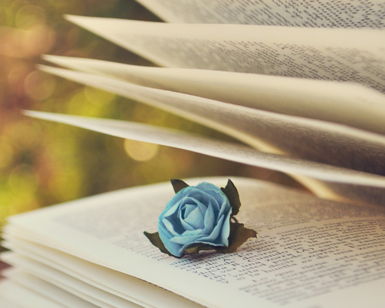 Роза в книге