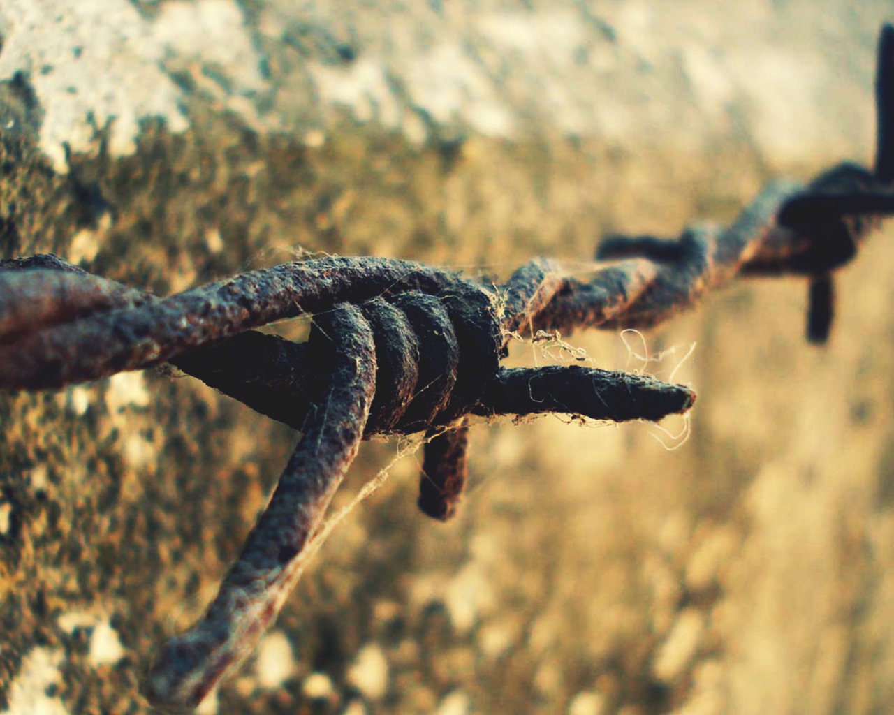 Ржавая колючая проволока