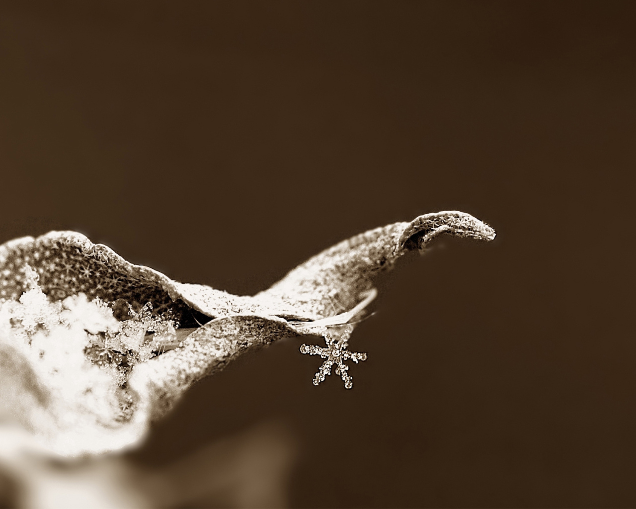 Снежинка на сухом листке