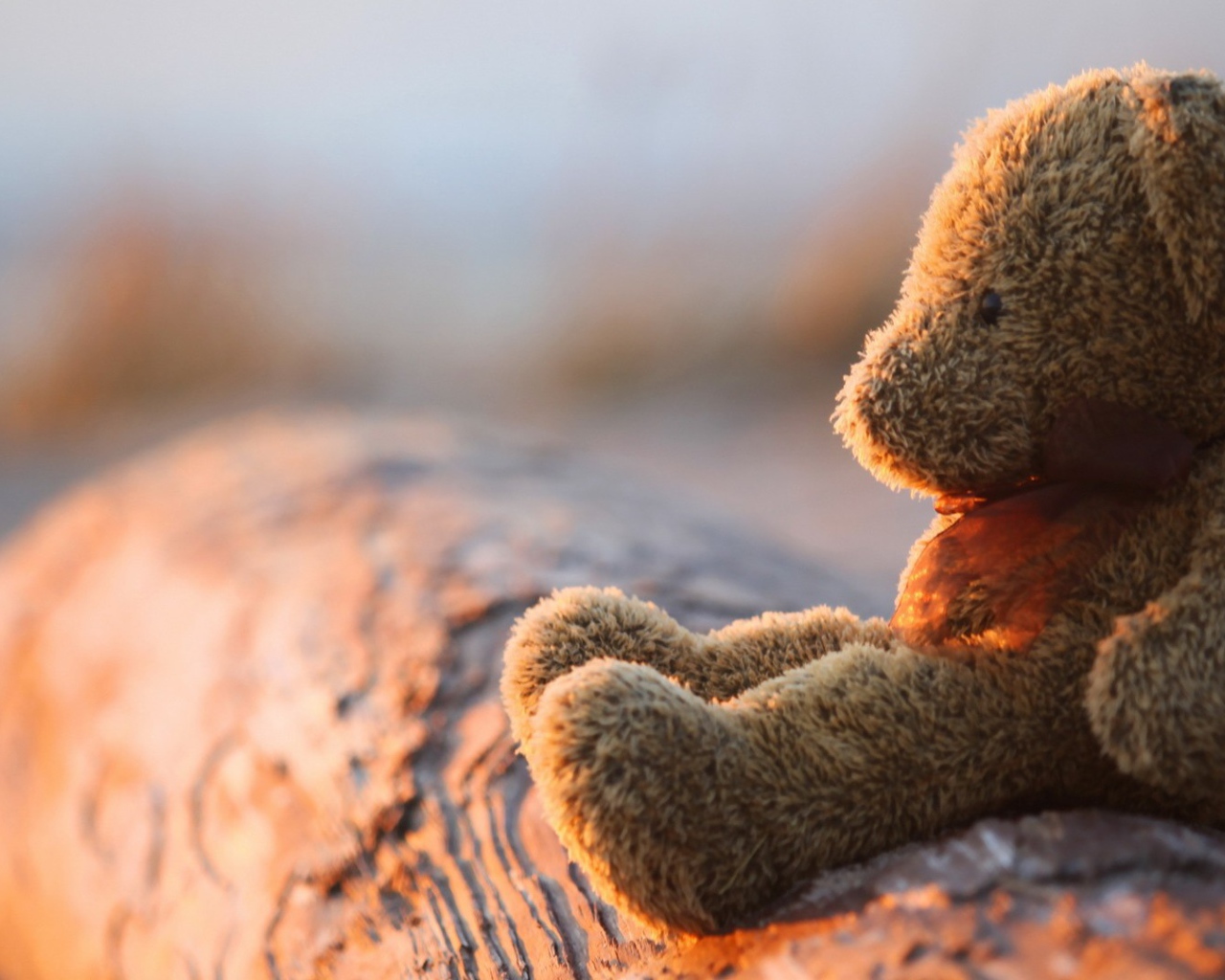 Плюшевый мишка на закате