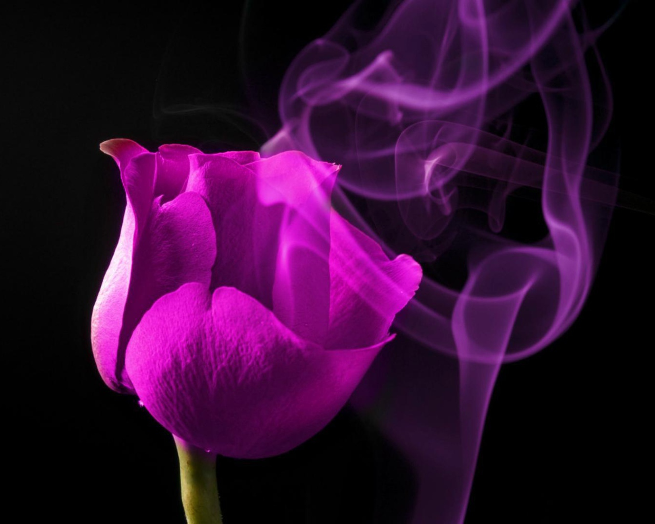 Молодая фиолетовая роза на чёрном фоне