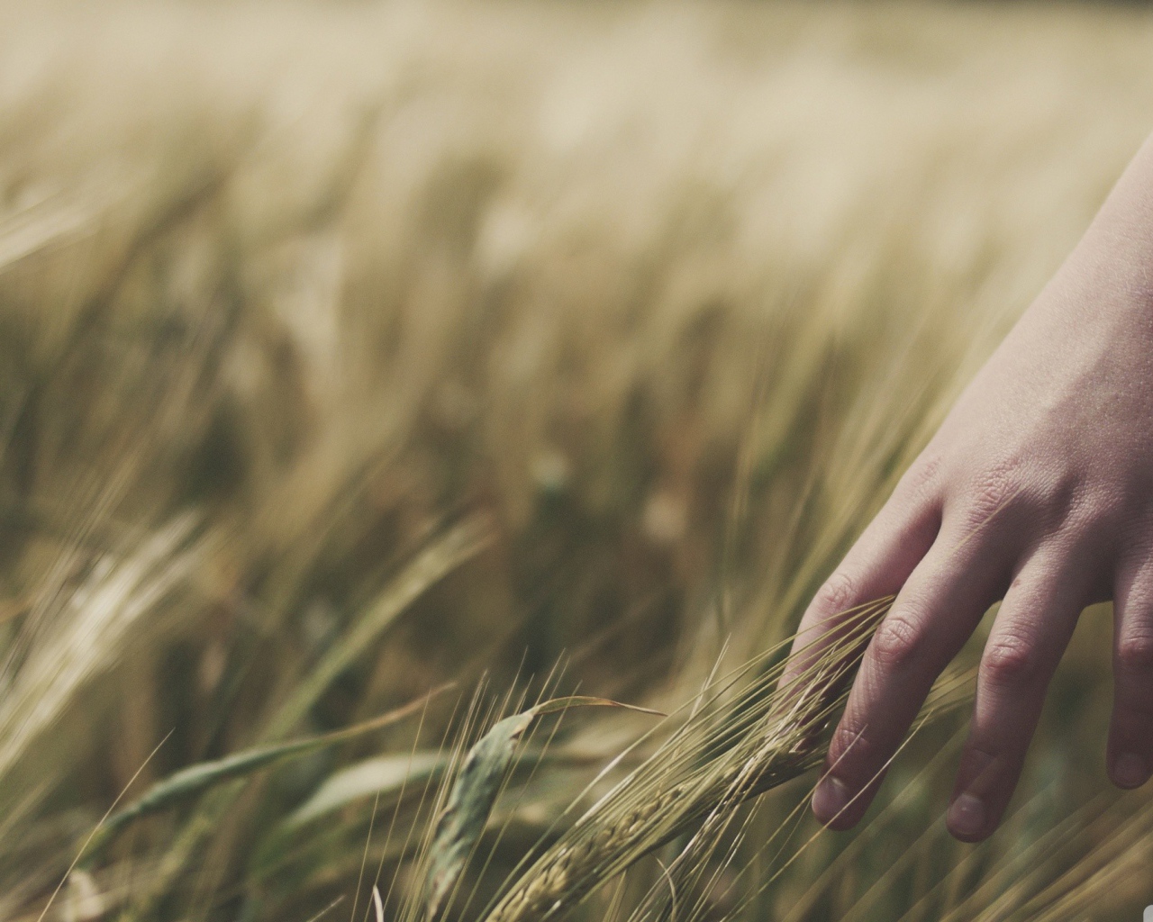 Колосья пшеницы в руке