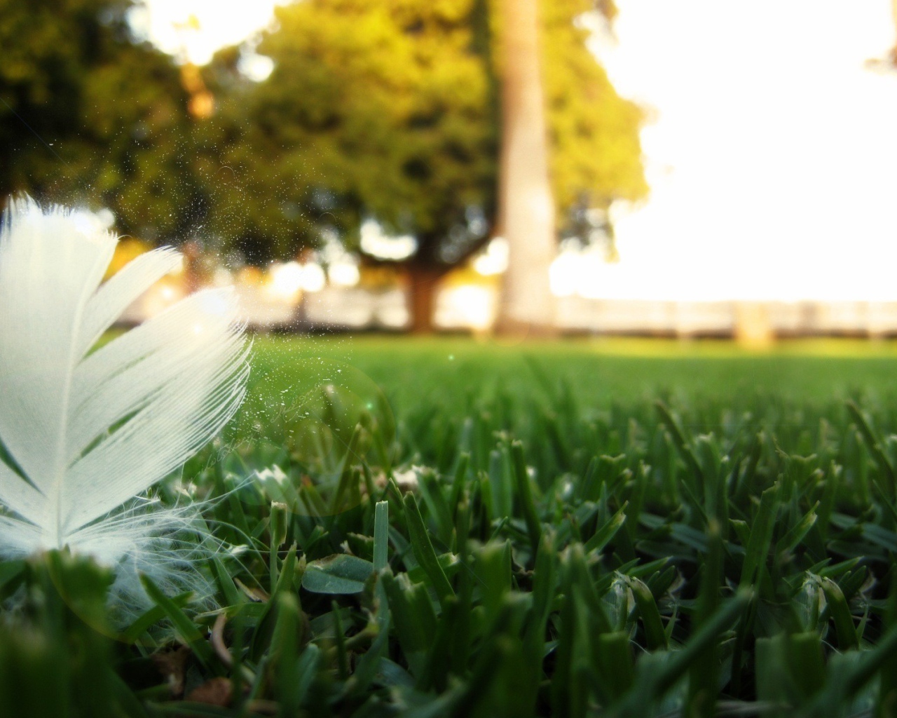 Перо птицы на траве