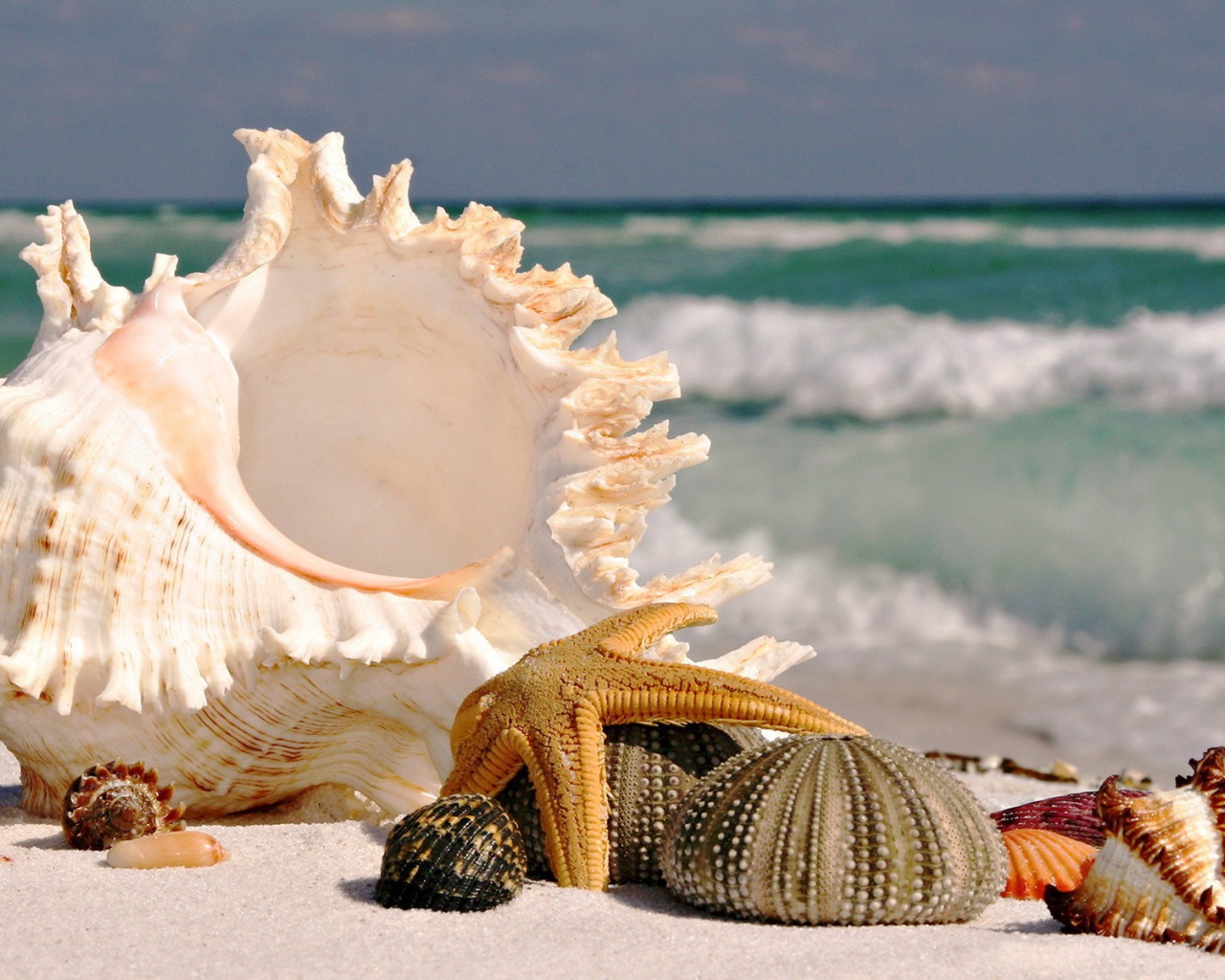	   Sea shells