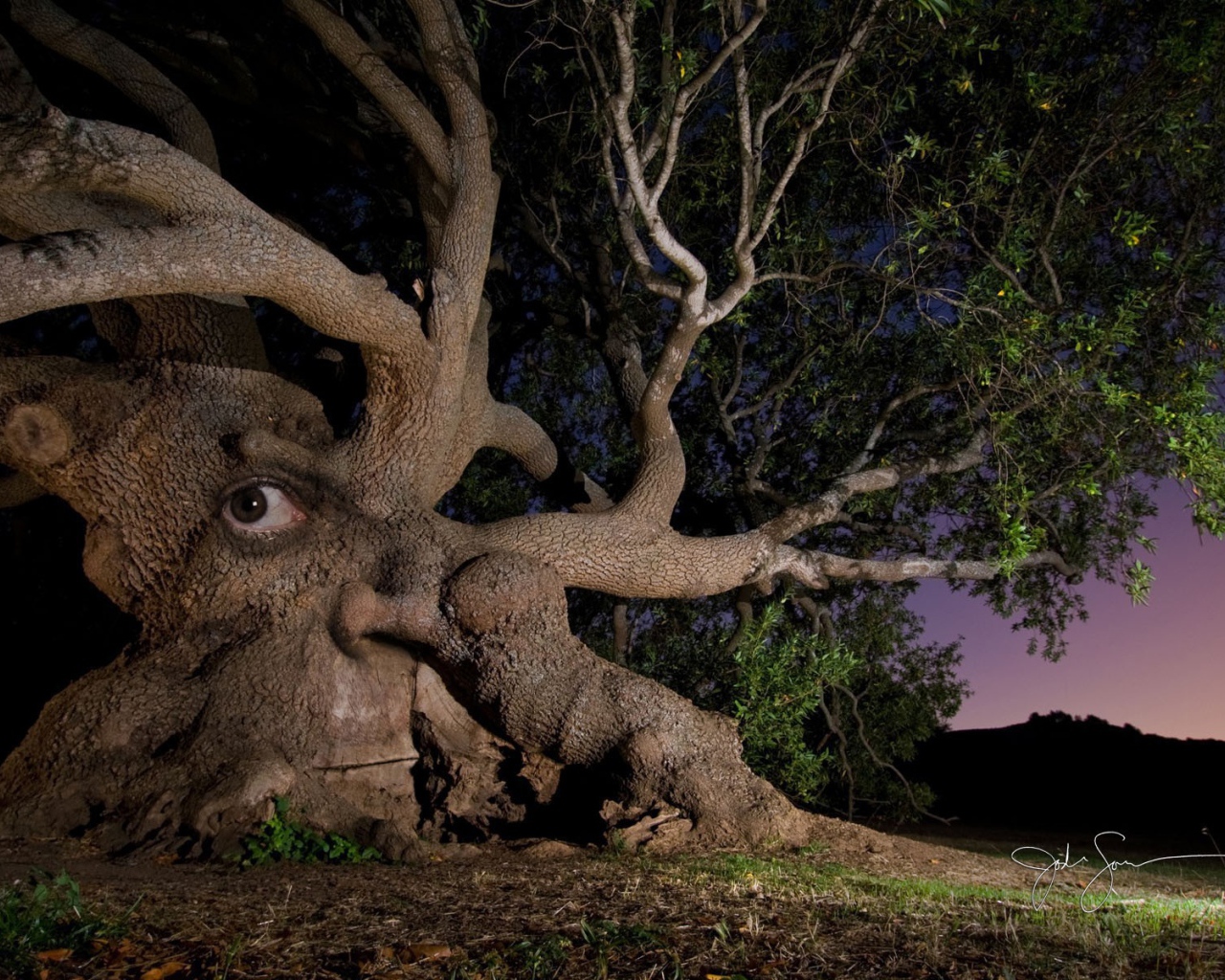 Дерево с глазом