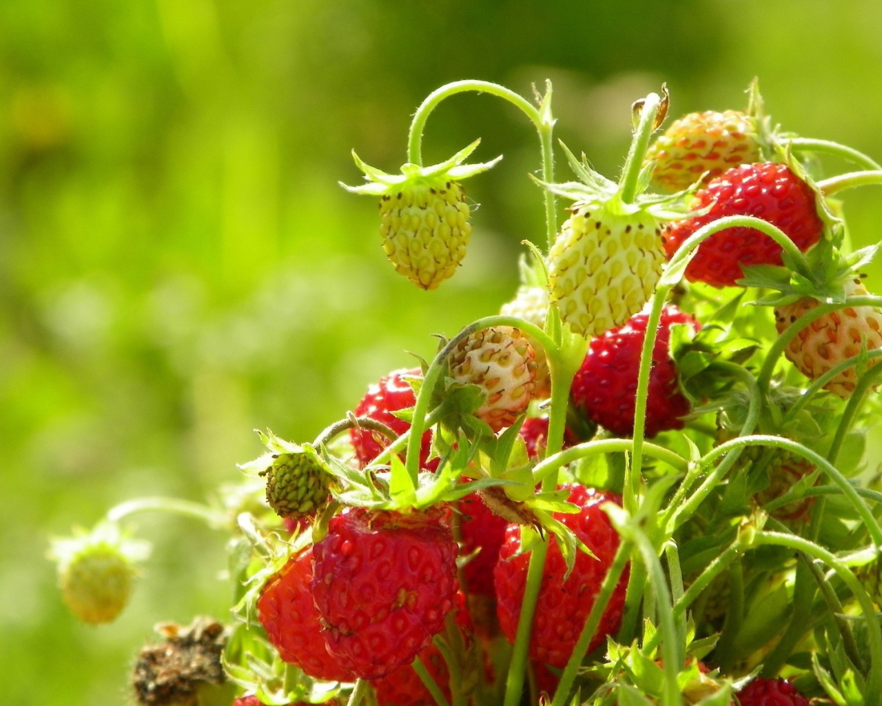 Букет из ягод