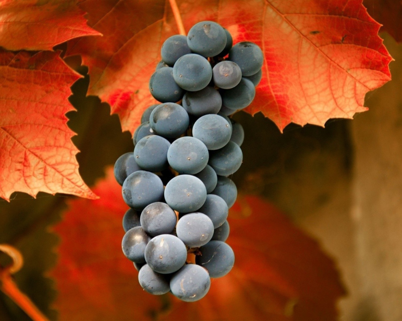 Гроздь красного винограда