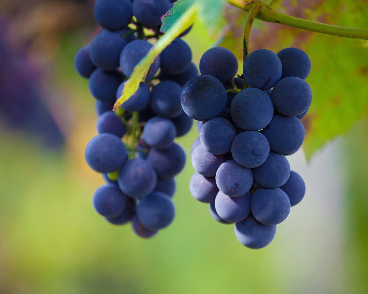 Гроздья винограда